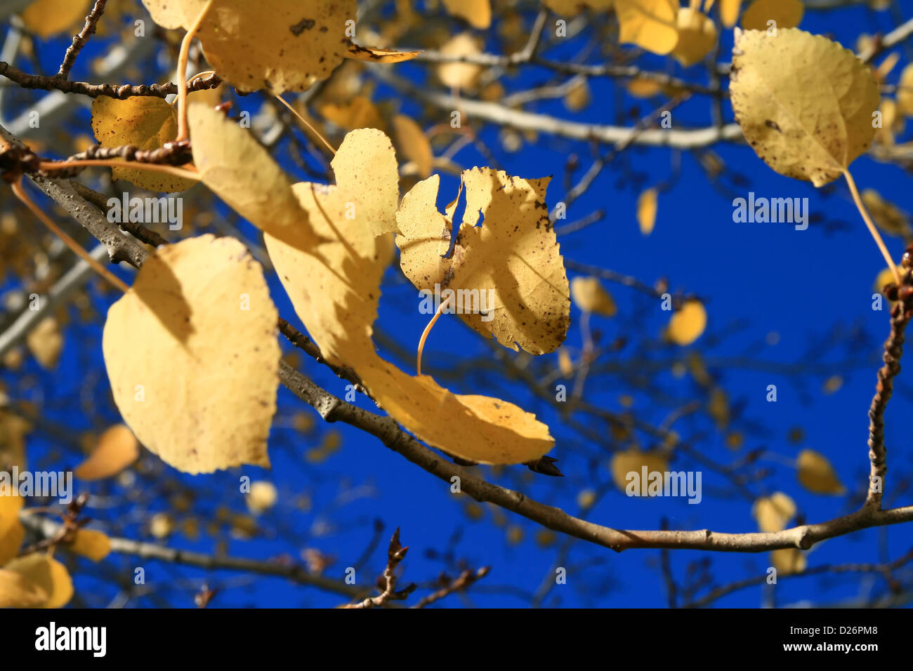Wind geblasen Aspen Blätter im Herbst Stockfoto