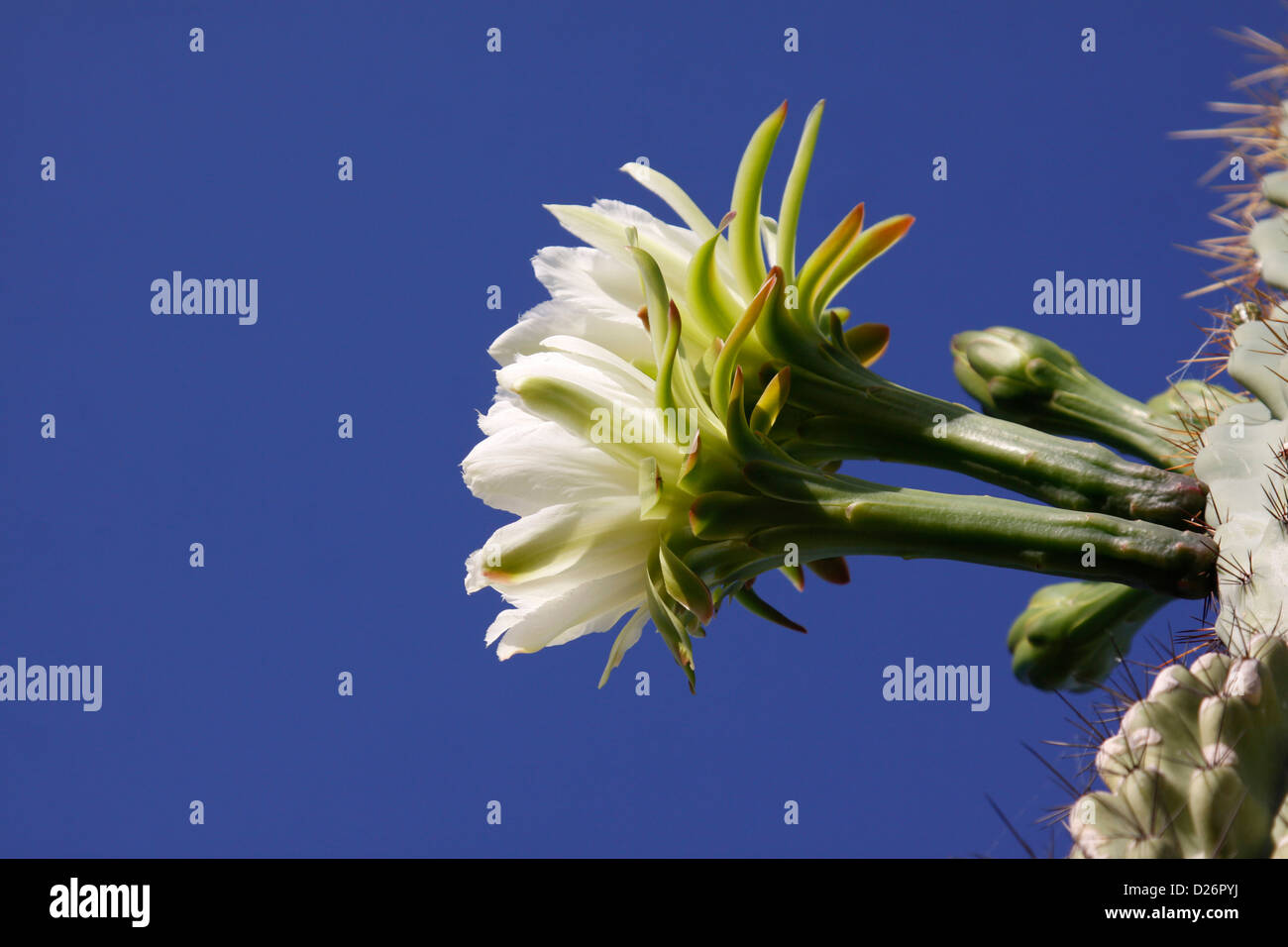 Kaktus Blüte gegen blauen Himmel Stockfoto