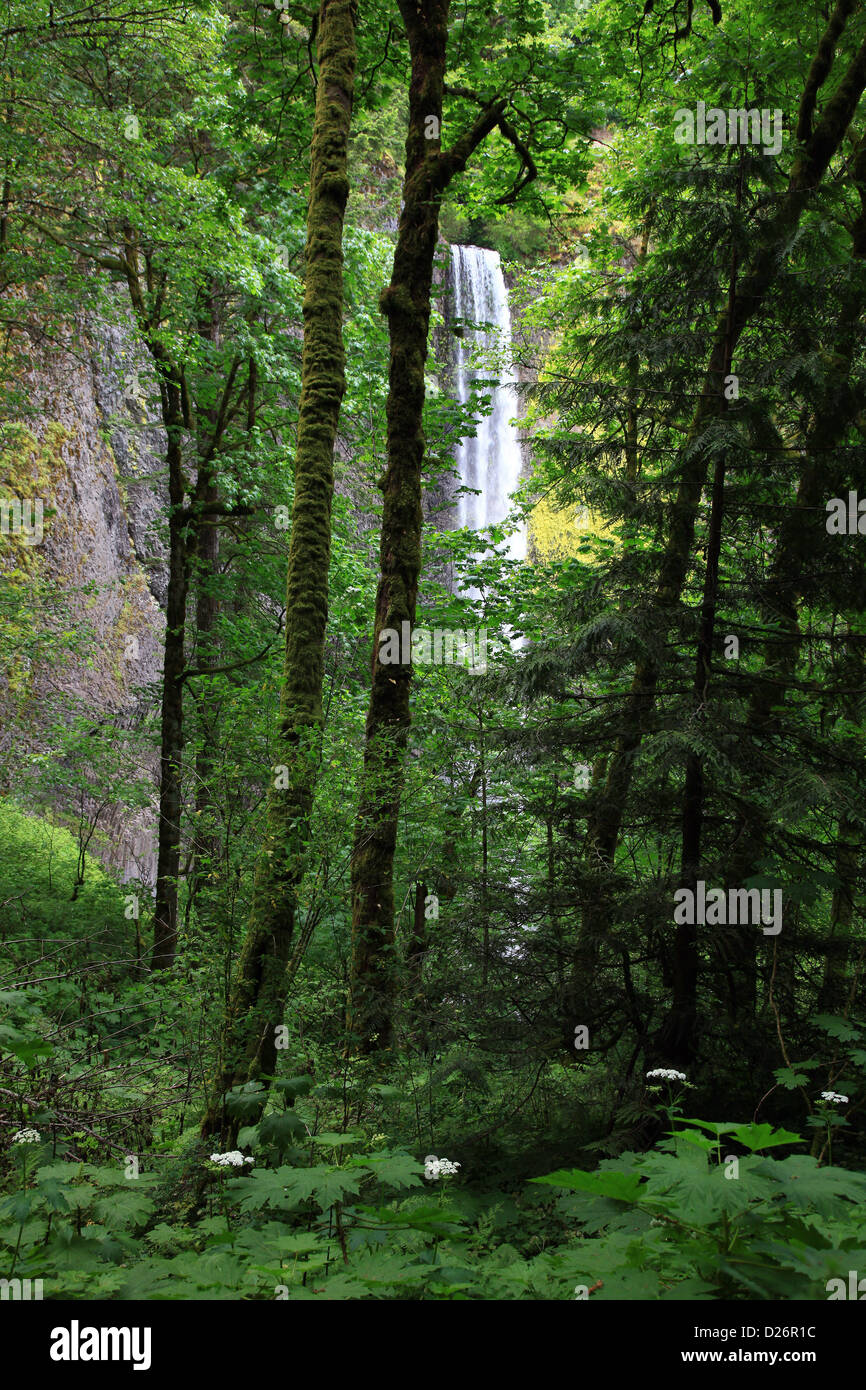 Wald und fällt Columba Klamm OR Stockfoto