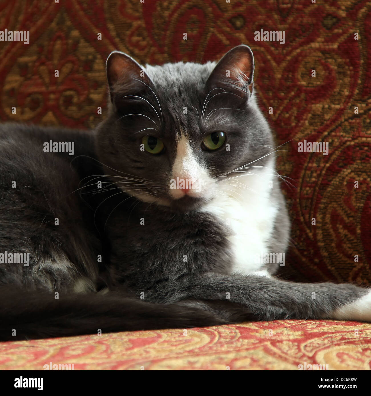 Grüne Augen graue Katze auf Sofa Sessel Stockfoto