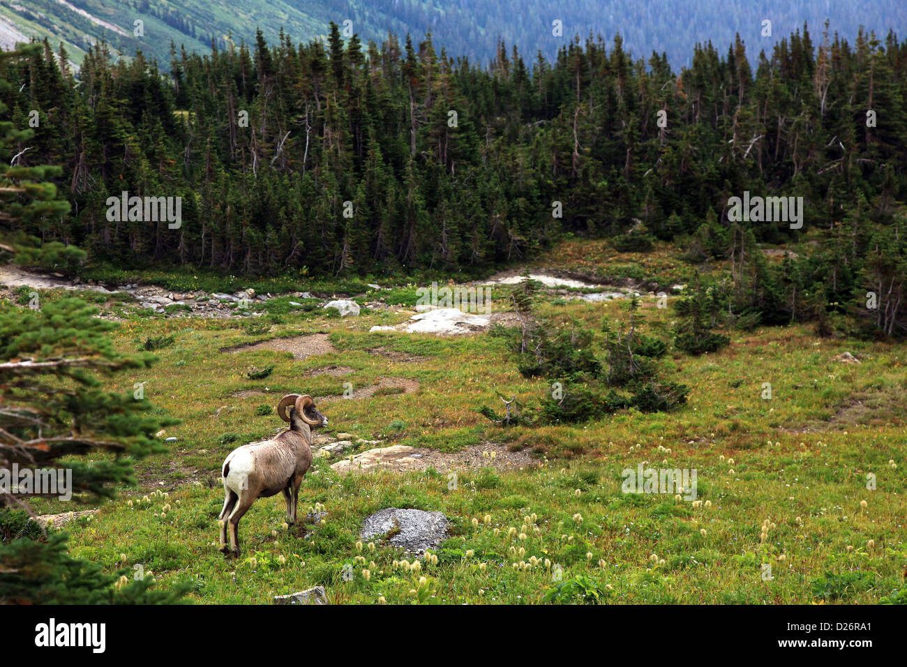 Dickhornschafe Glacier National Park Stockfoto