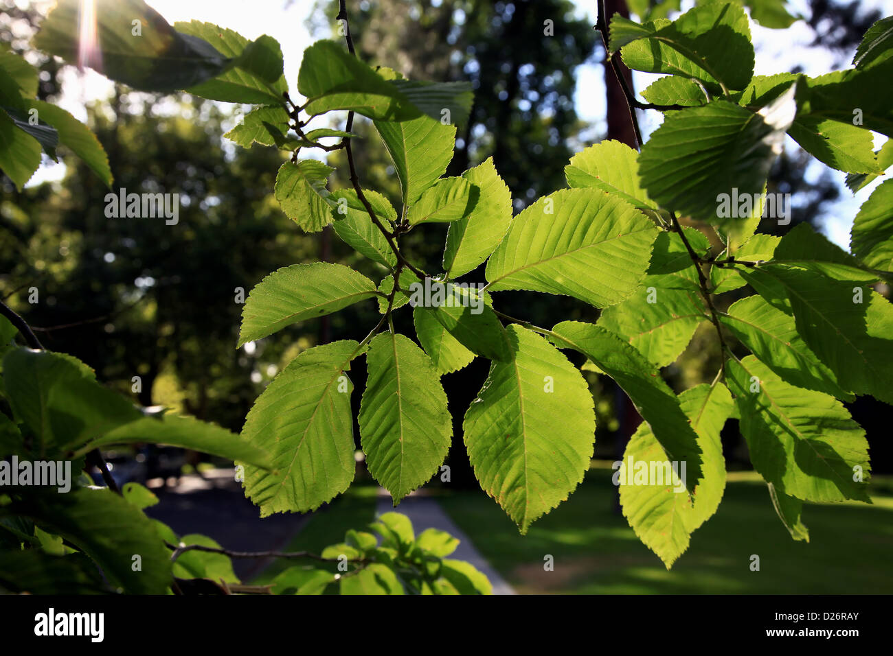 Sonnendurchflutetes Ulme Blätter Stockfoto