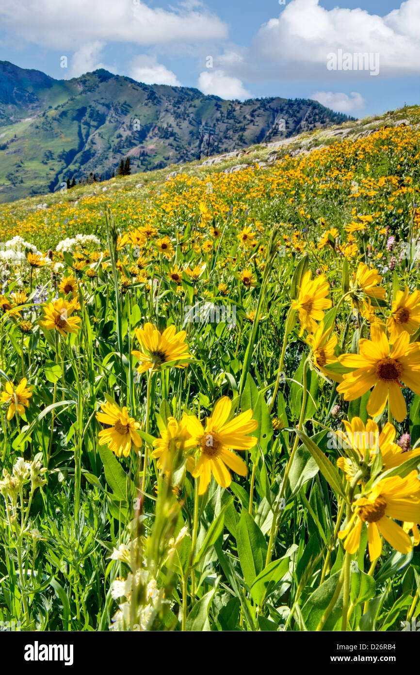 Wasatch Mountains Utah Stockfoto