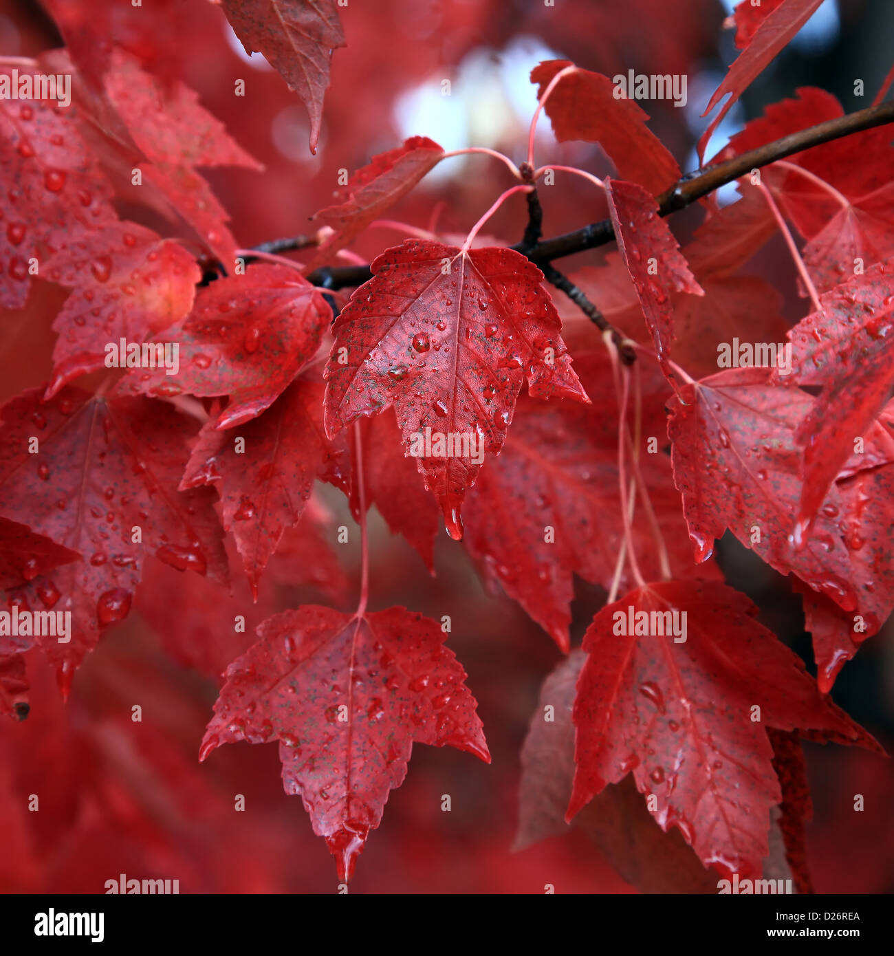 Regentropfen auf rote Ahornblätter Stockfoto