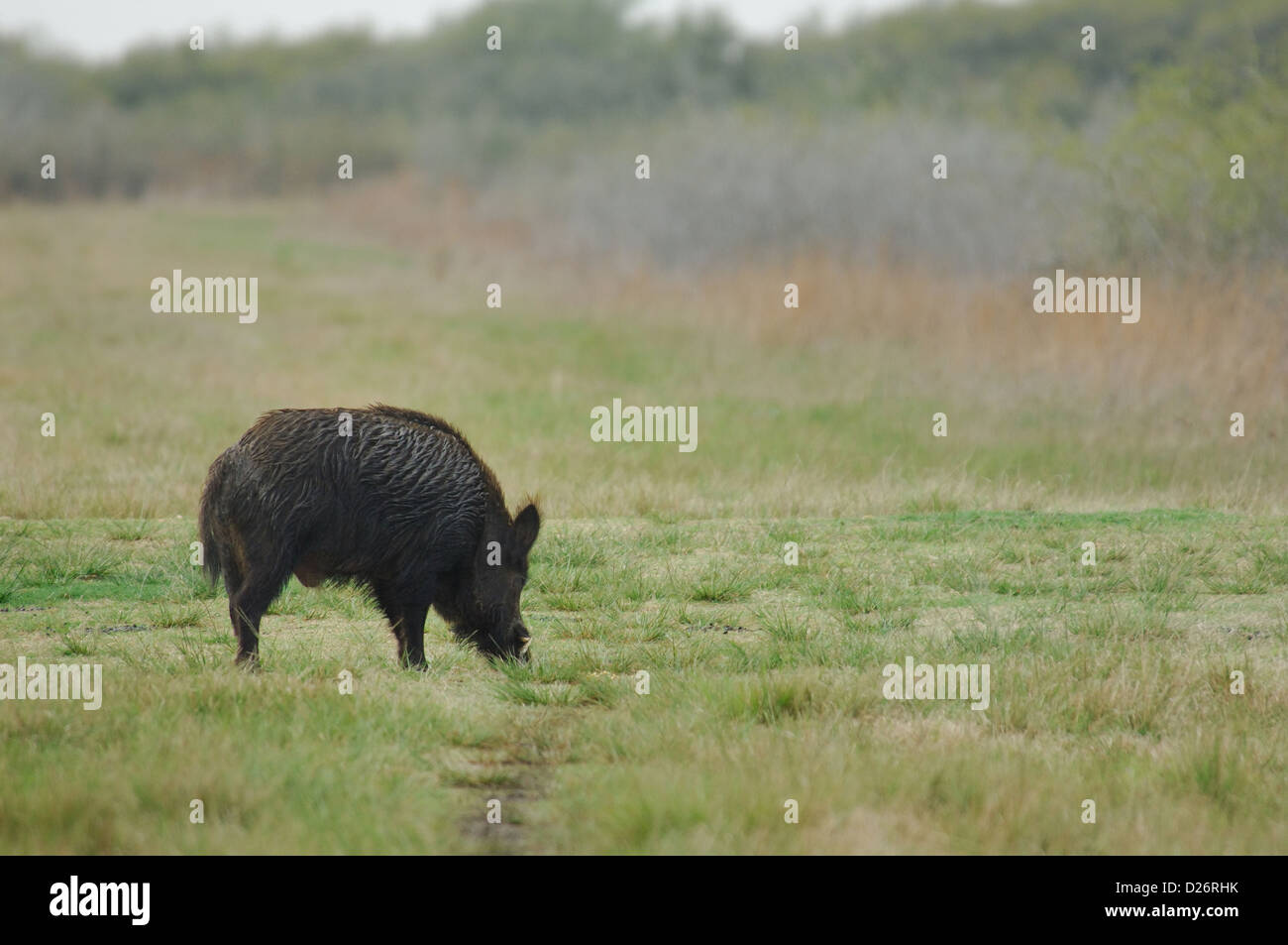 Wildschwein (Sus Scrofa), Seadrift Texas Stockfoto