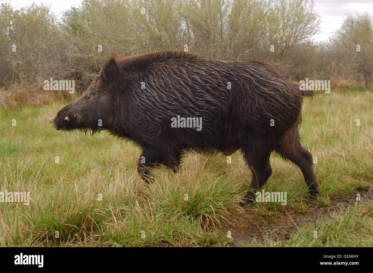 Wildschwein (Sus Scrofa), Seadrift Texas Stockfoto