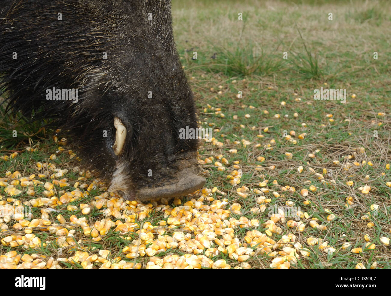 Wildschwein (Sus Scrofa), Mais, Seadrift Texas Essen Stockfoto