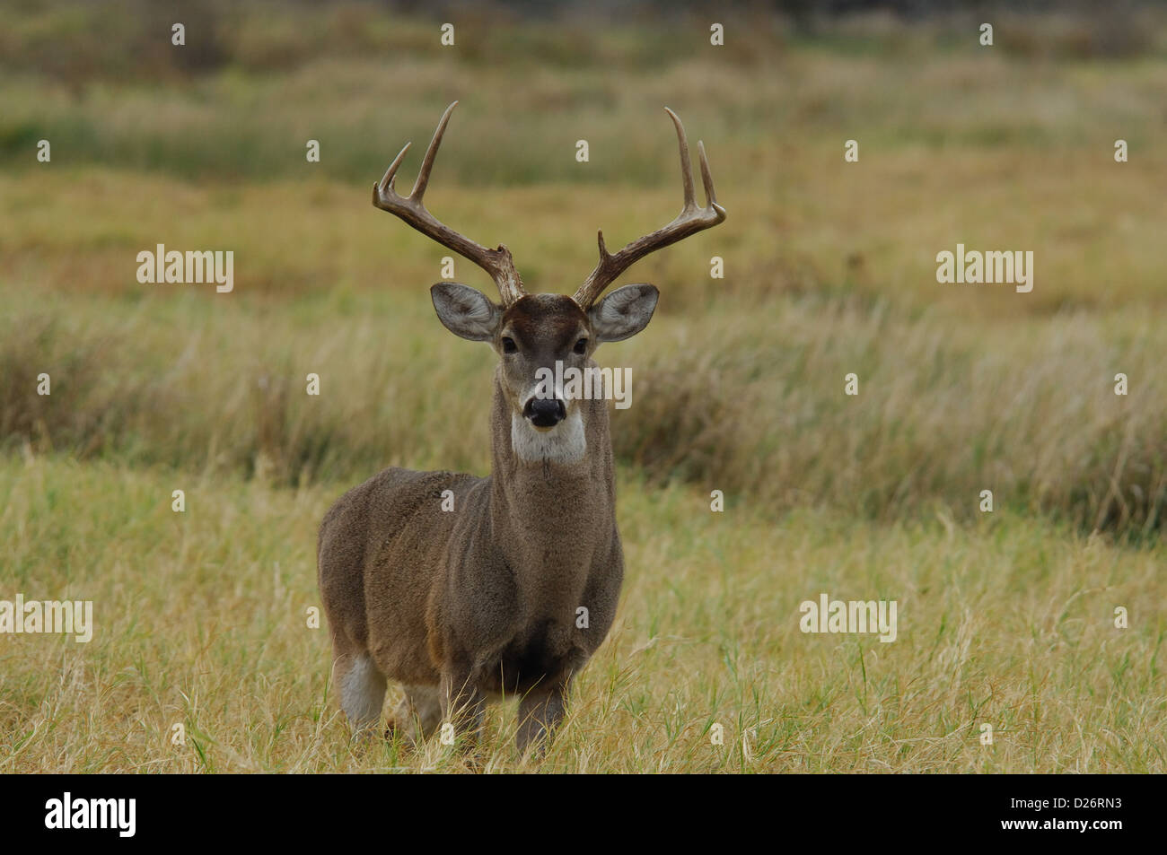 Eine Trophäe Whitetail Buck Rotwild (Odocoileus Virginianus) in der Nähe von Tilden Texas Stockfoto