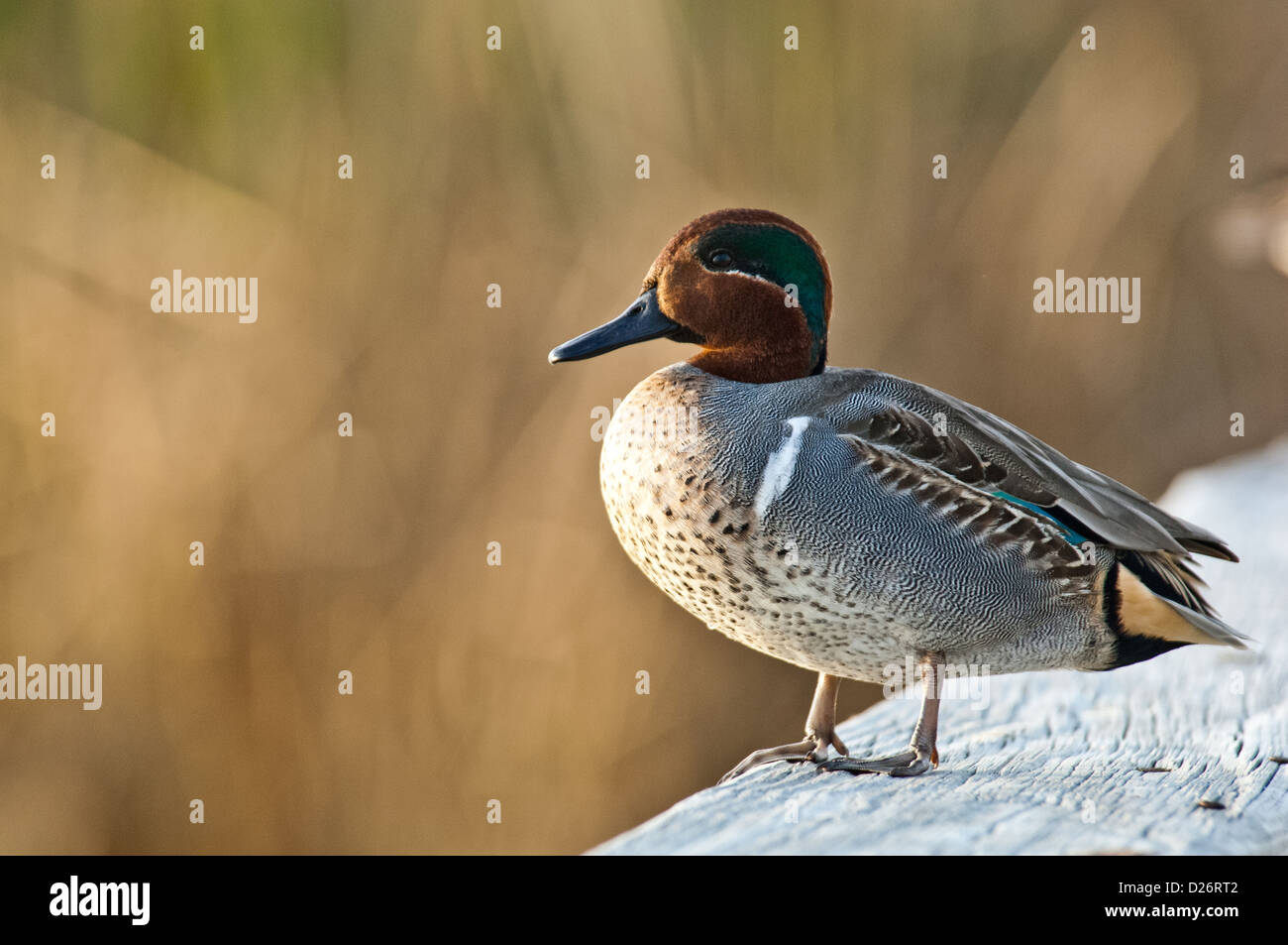 Drake grün – geflügelte Krickente (Anas Carolinensis) Ente thront auf einem dock Stockfoto
