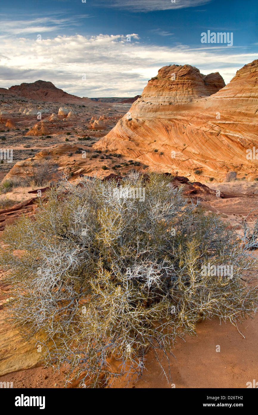 Sandstein "Tipis" in Coyote Buttes South Stockfoto