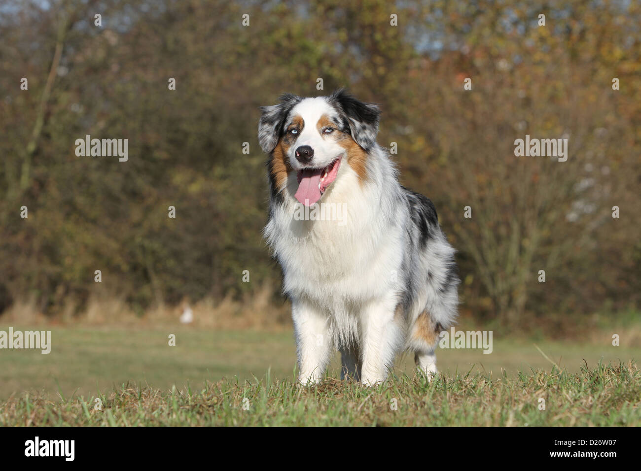 Australian Shepherd Hund / Erwachsenen blue Merle Aussie stehende Wand Augen Stockfotografie Alamy