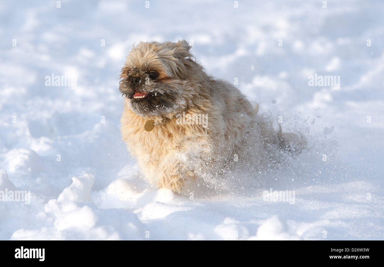 ZÄHE 3 jährige SHIH-TZU spielen IN der frischen SN spielen im Neuschnee SCARBOROUGH Nord YORKSIRE ENGLAND 15 Januar 201 Stockfoto