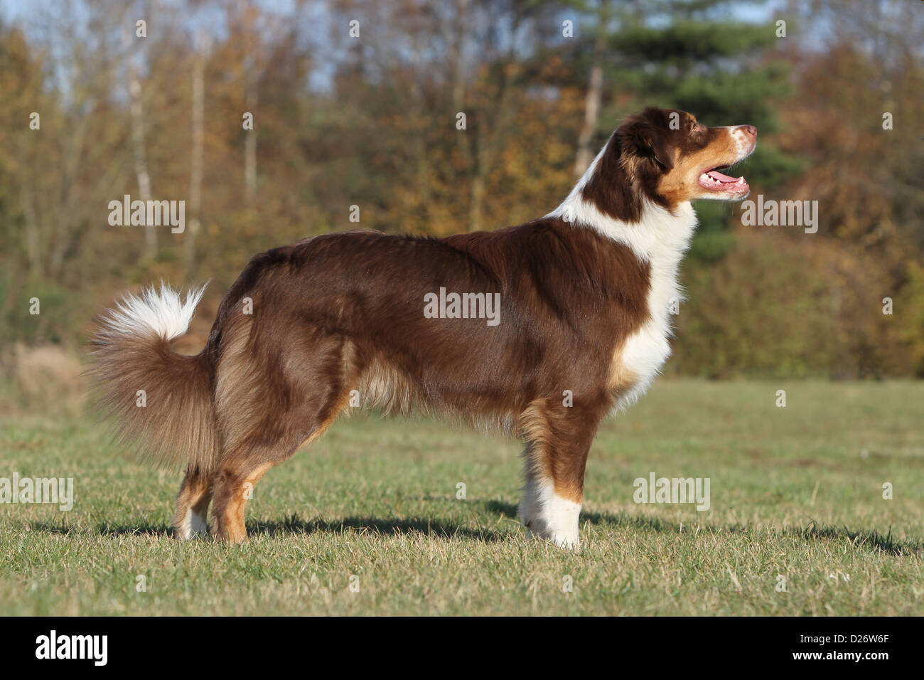 Hund Australian Shepherd / Aussie Erwachsenen rote Trikolore Standardprofil Stockfoto