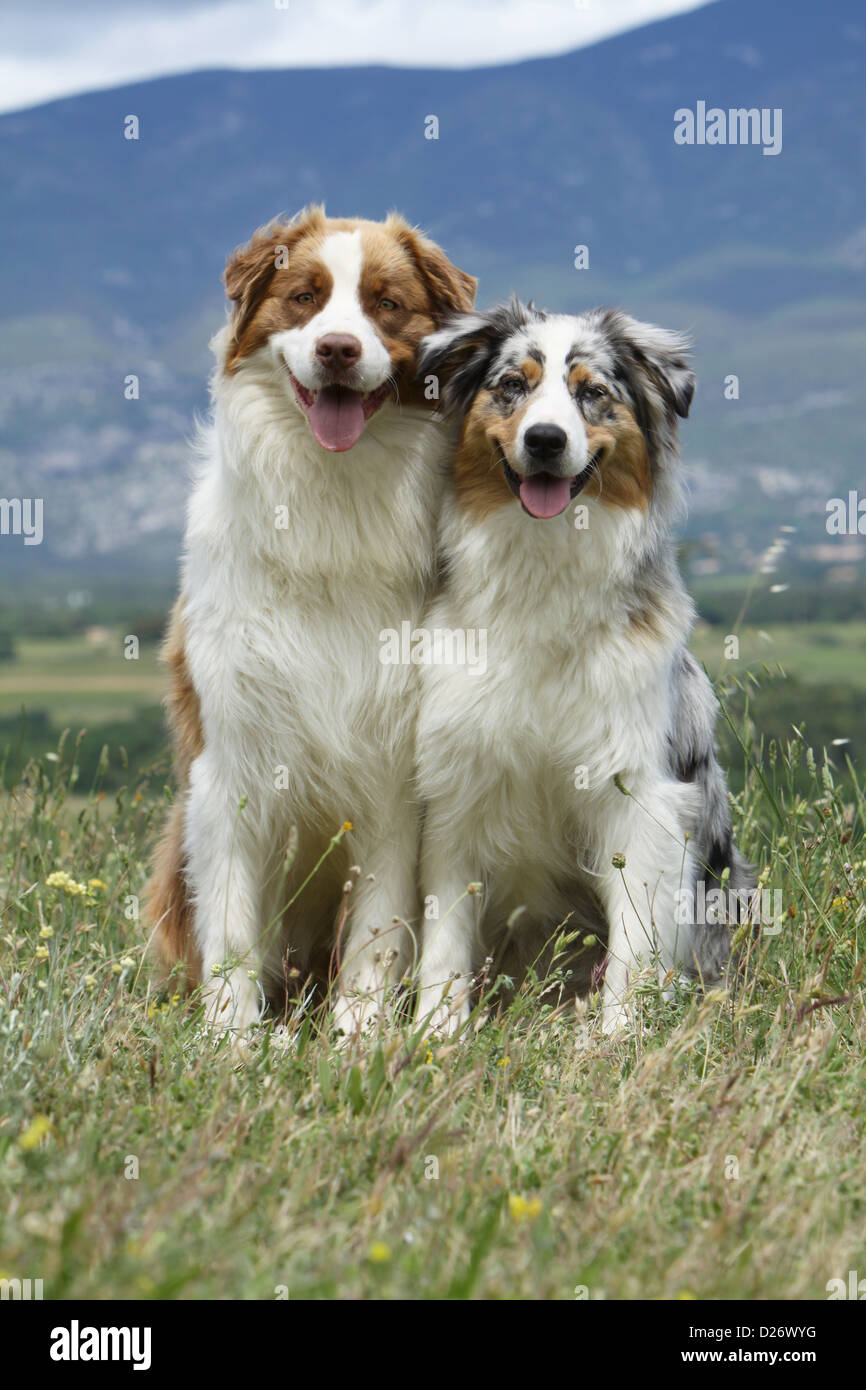 Hund Australian Shepherd / Aussie zwei Erwachsene (rote bicolor und blue  Merle) sitzen Stockfotografie - Alamy