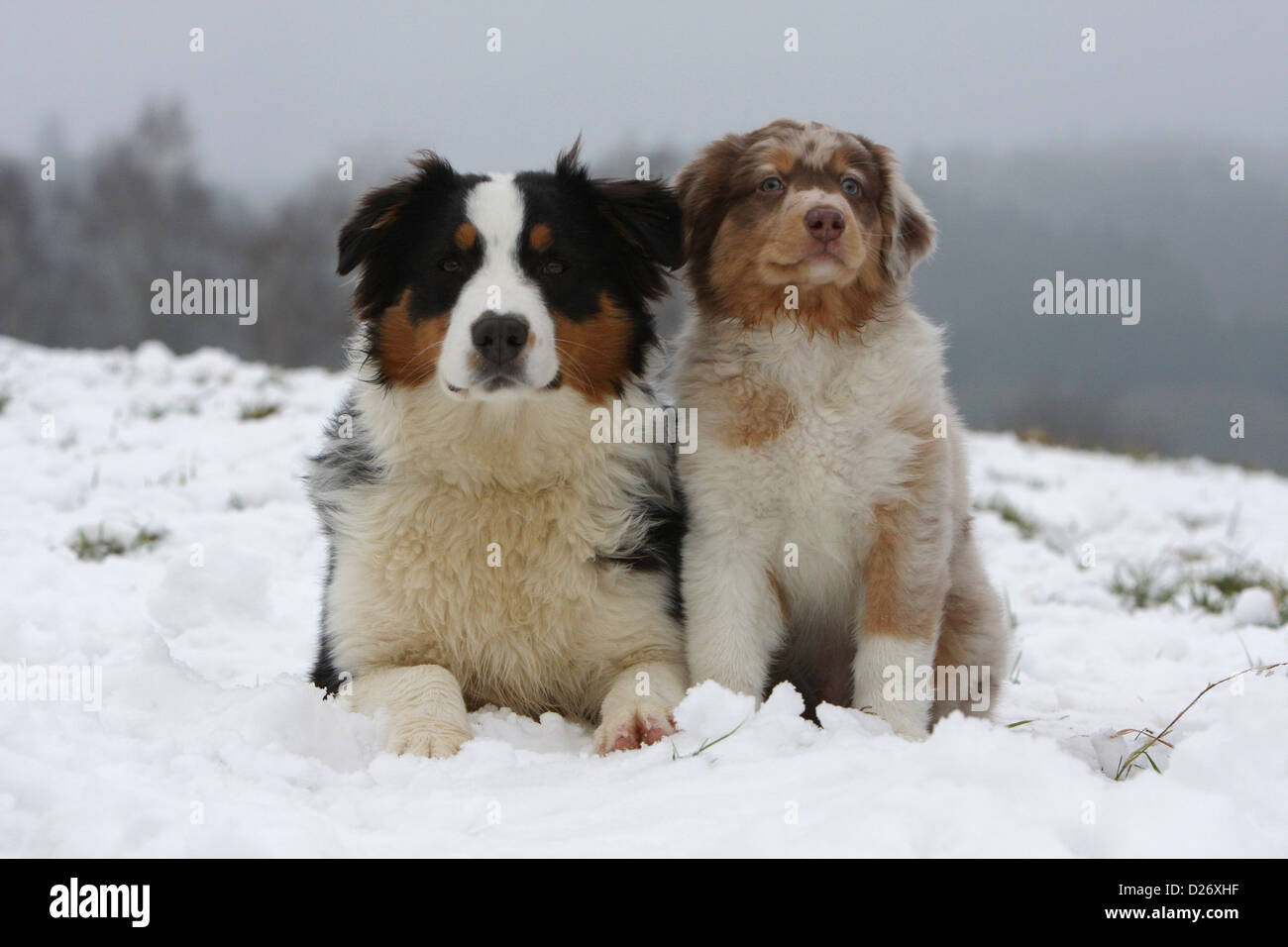 Hund Australian Shepherd / Aussie Welpen im Schnee und Erwachsene Stockfoto