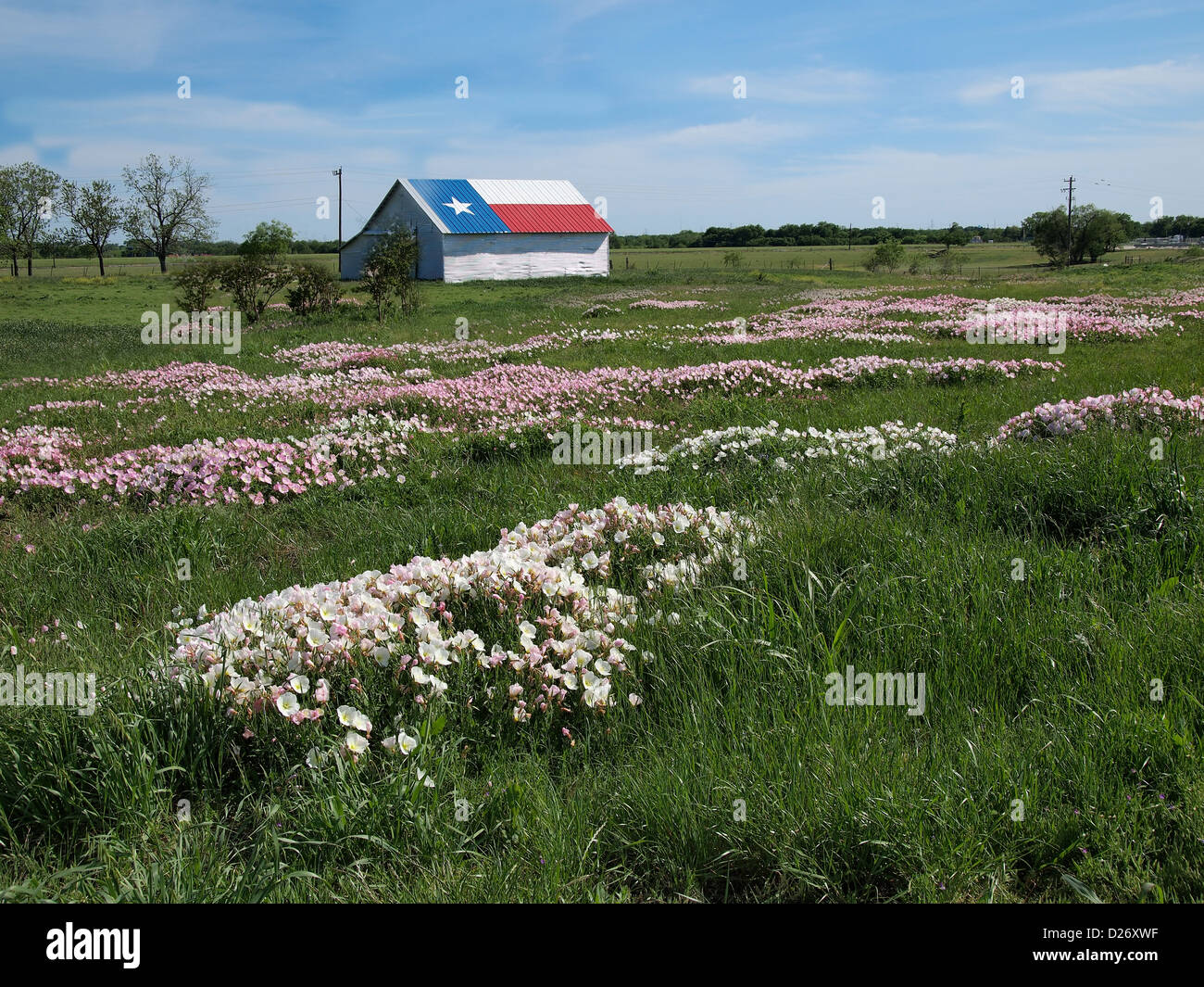 Texas Wildblumen: Kornblumen und rosa Nachtkerze (aka Butterblumen) im Frühjahr und Lone Star gemalt auf dem Dach der Scheune. Stockfoto