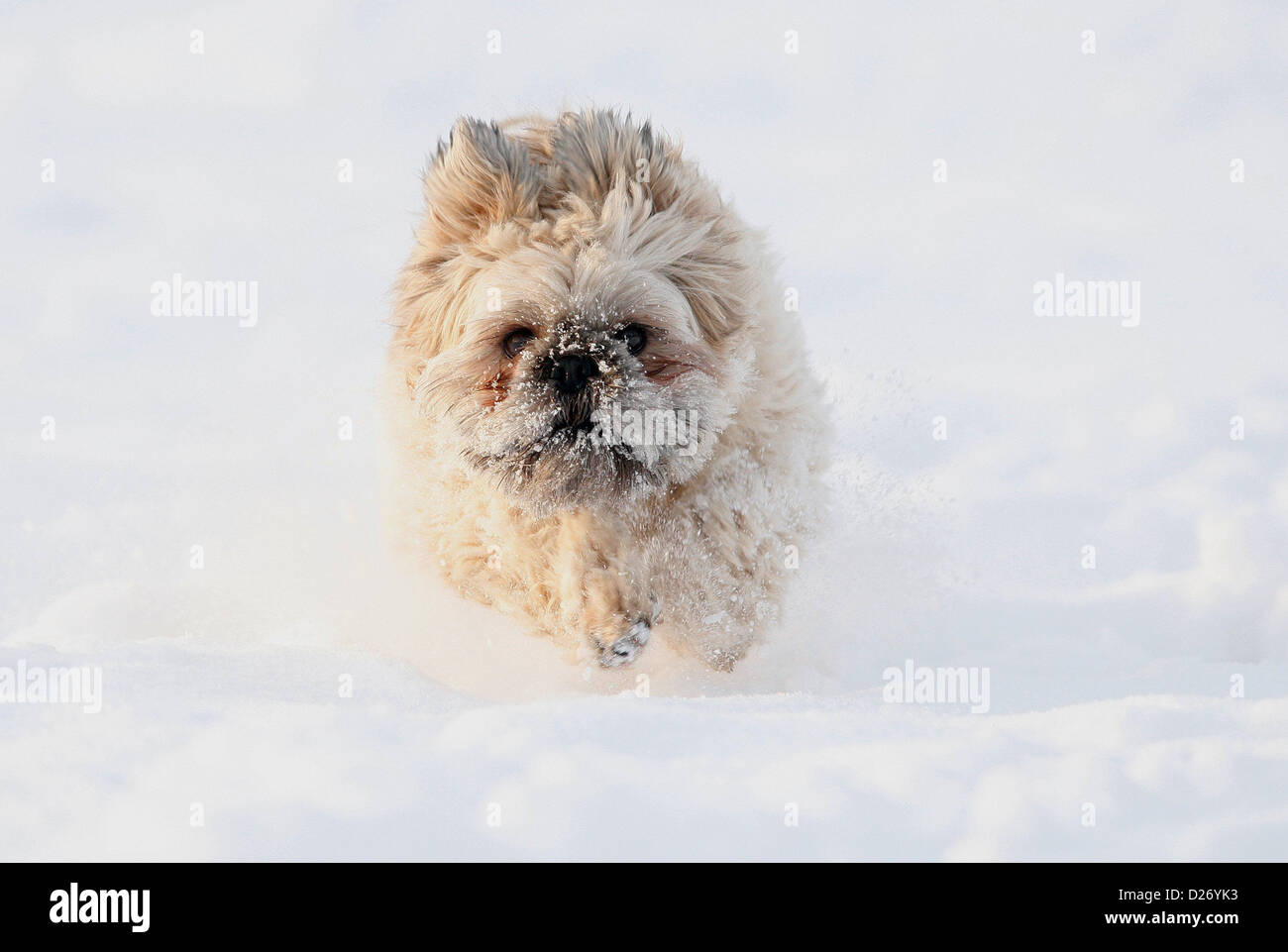 ZÄHE 3 jährige SHIH-TZU spielen IN der frischen SN spielen im Neuschnee SCARBOROUGH Nord YORKSIRE ENGLAND 15 Januar 201 Stockfoto