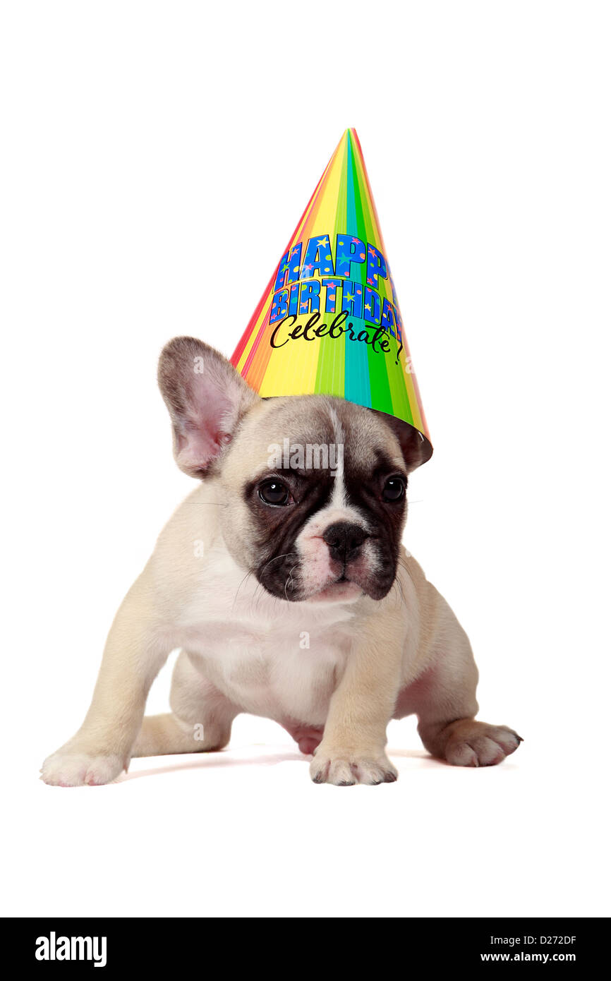 8 Wochen alten Frenchie Welpen mit 'Happy Birthday' Partyhut. Stockfoto
