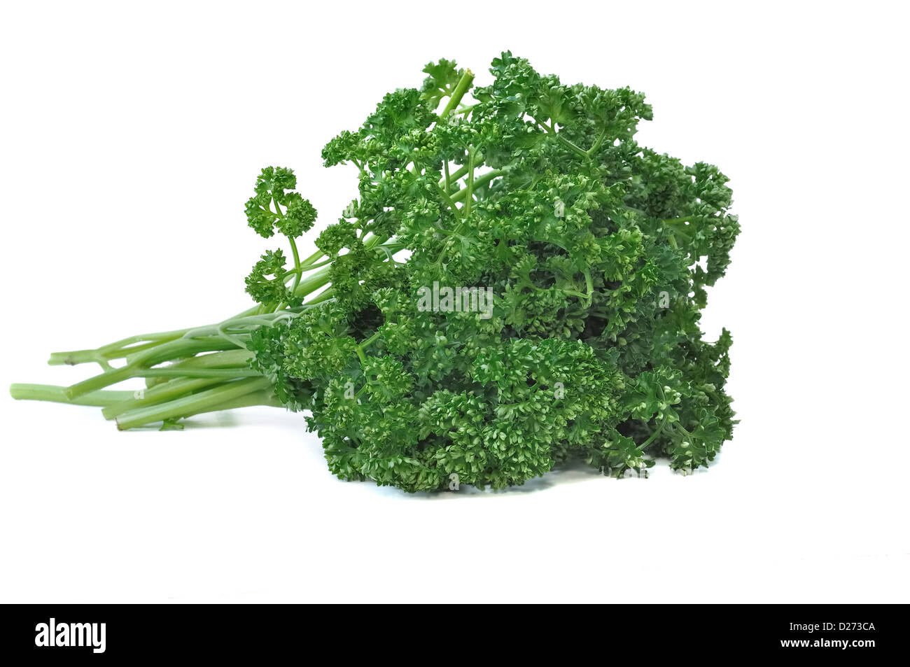 Bund eine Petersilie isoliert auf weißem Hintergrund Stockfoto