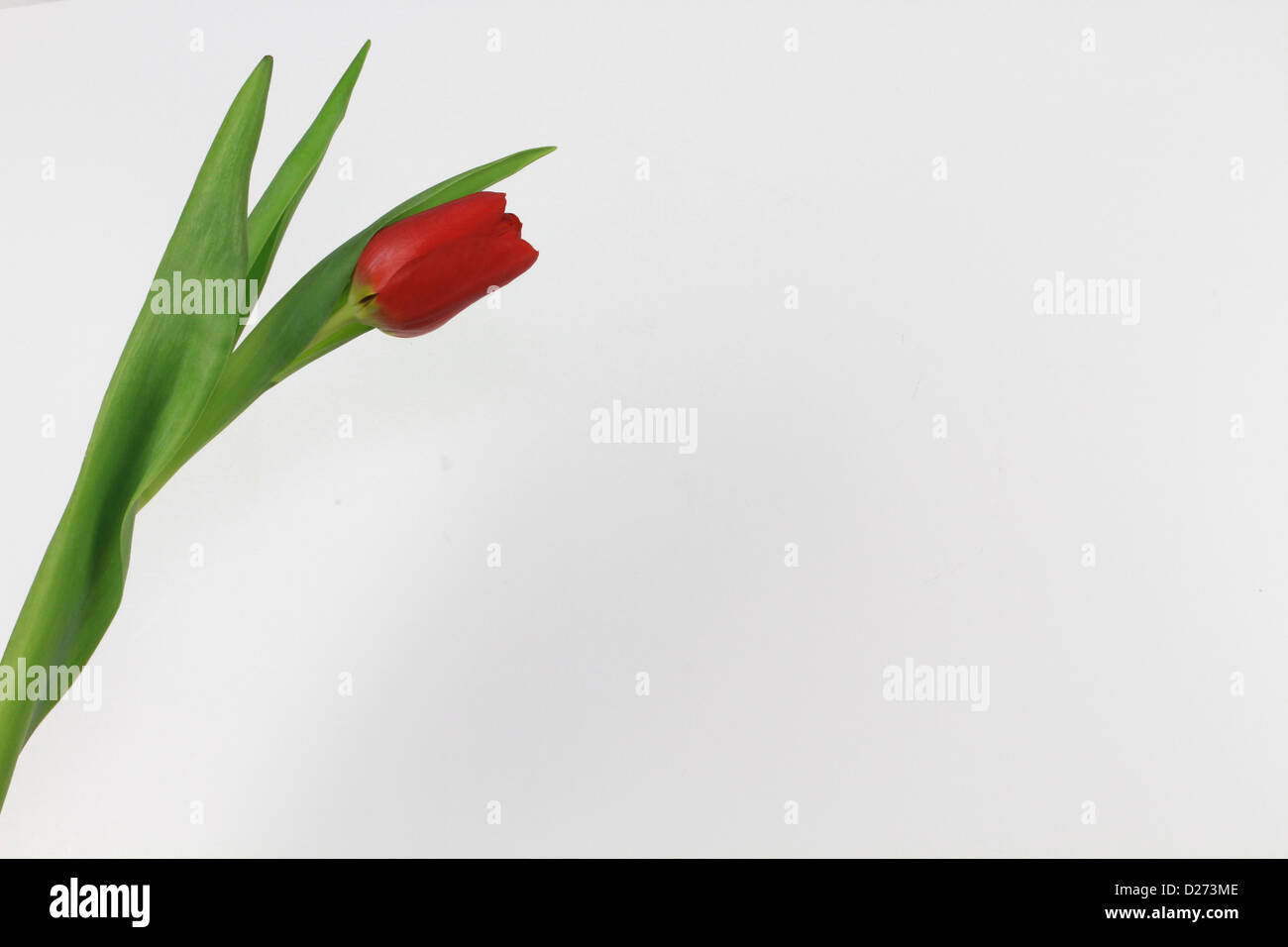 Tulpe weißen Hintergrund Stockfoto