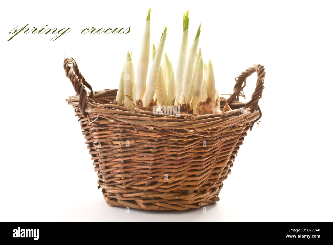 Triebe der Frühling Krokusse in einem Korb auf einem weißen Hintergrund Stockfoto