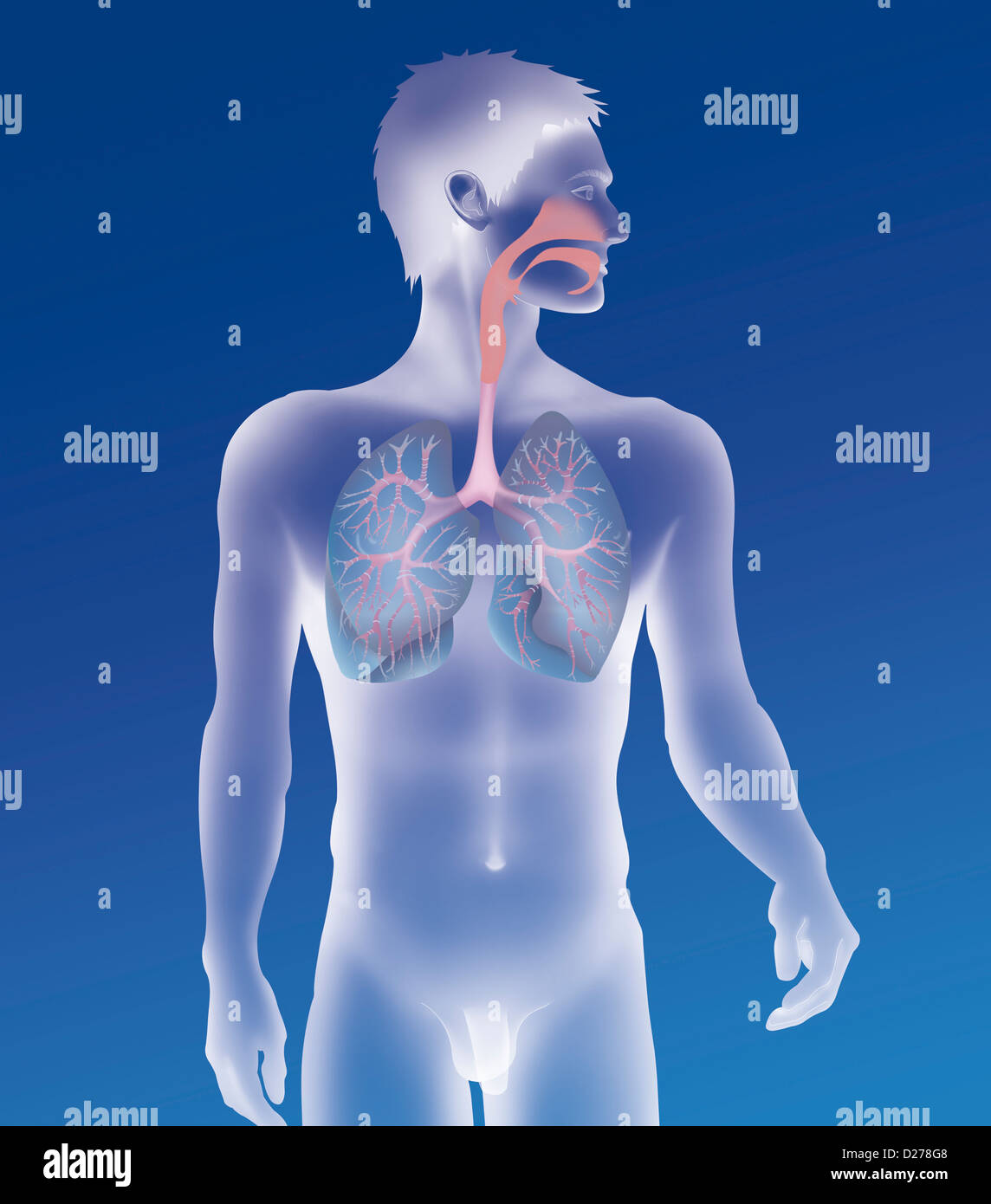 ATEMWEGE, ZEICHNUNG Stockfoto