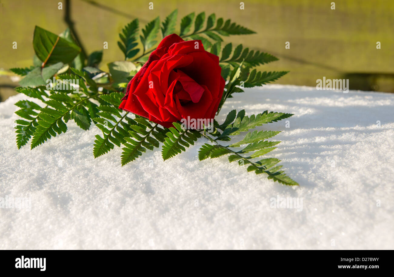 Rosenrot Die Farbe Von Schnee www.alamy.de