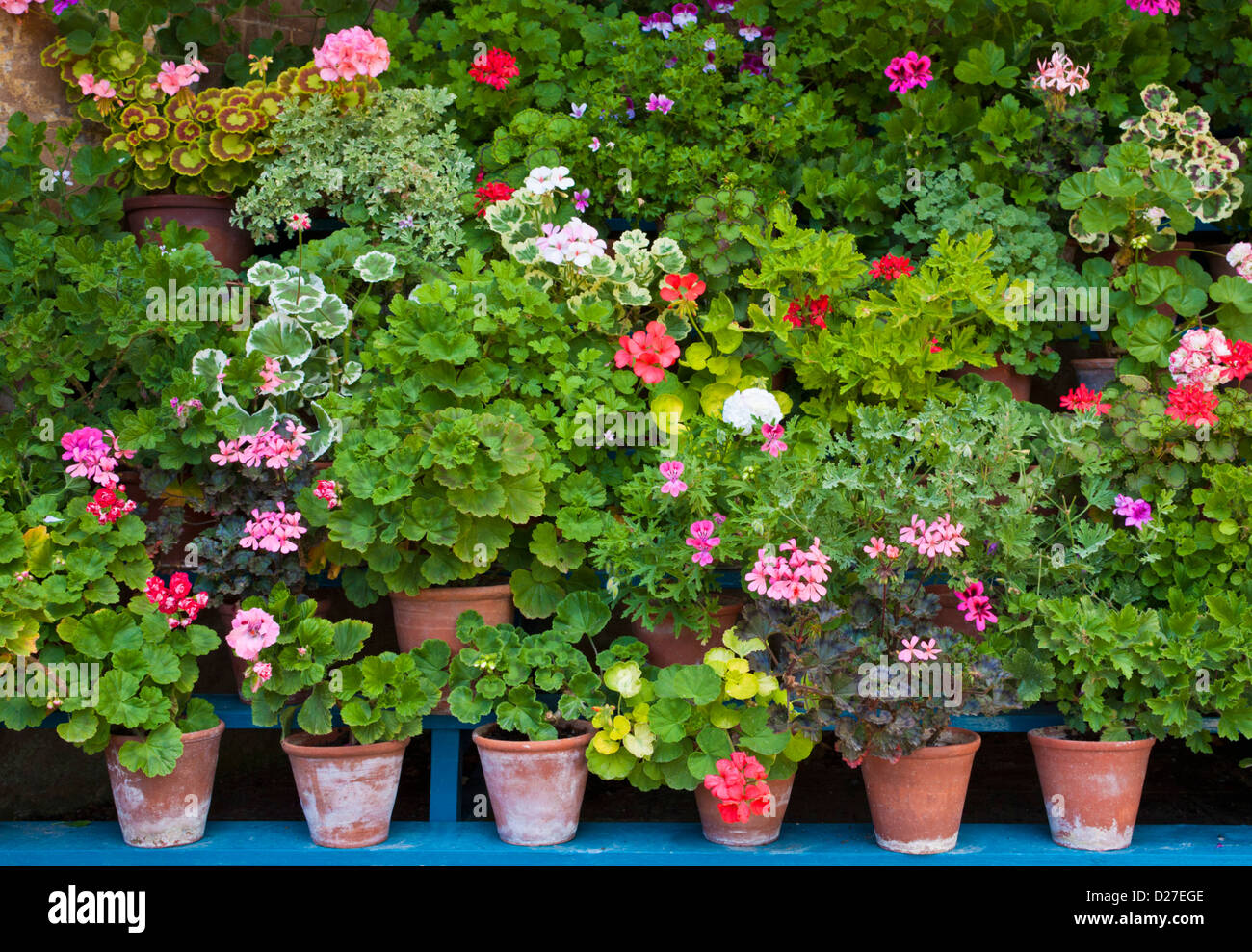 Sammlung von Geranien in Terrakotta Blumentöpfe in einer erhöhten Darstellung, England, GB, UK, EU, Europa Stockfoto