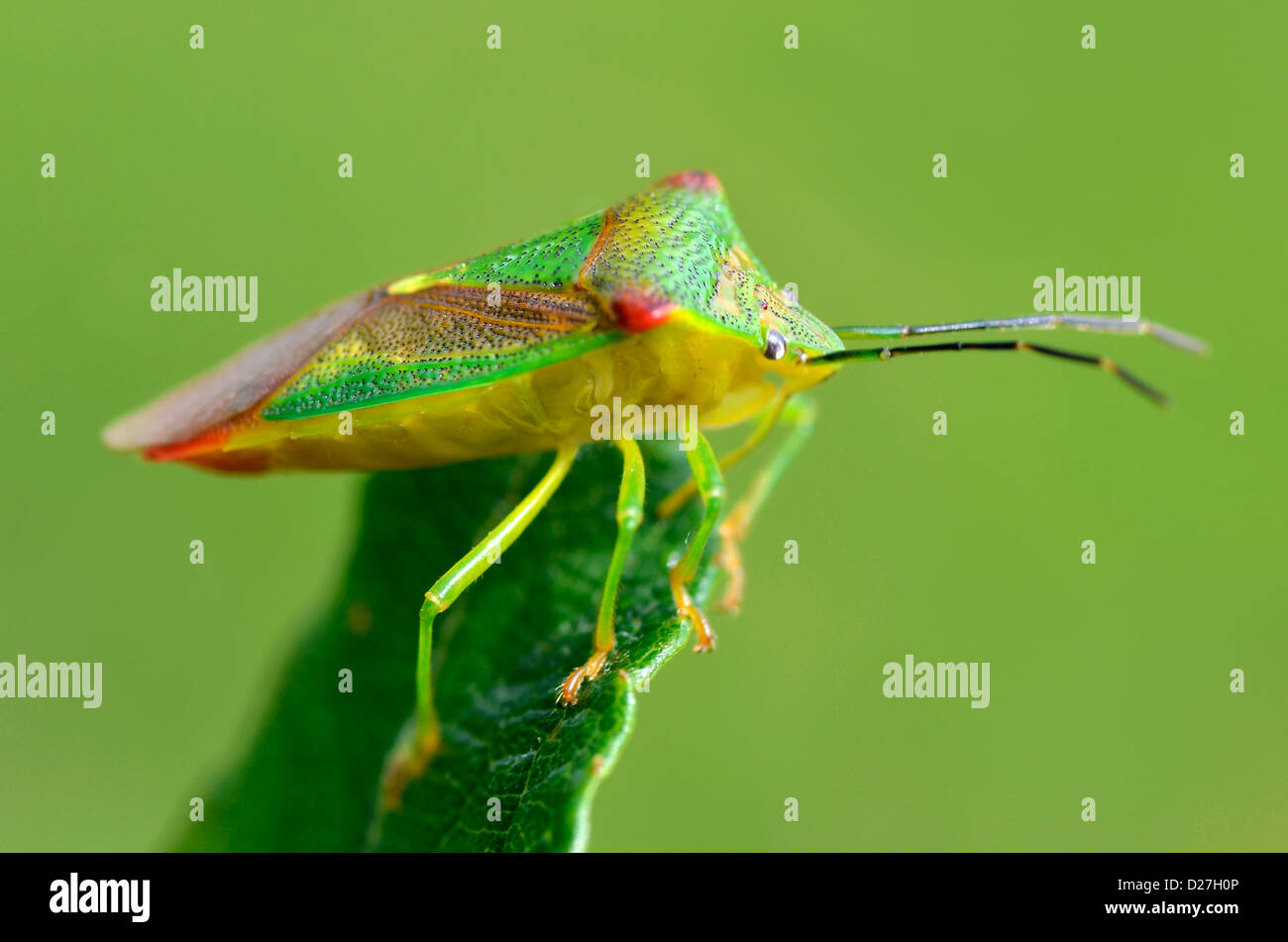 Makro der Weißdorn Schild Bug (Acanthosoma Haemorrhoidale) auf Blatt auf grünem Hintergrund Stockfoto