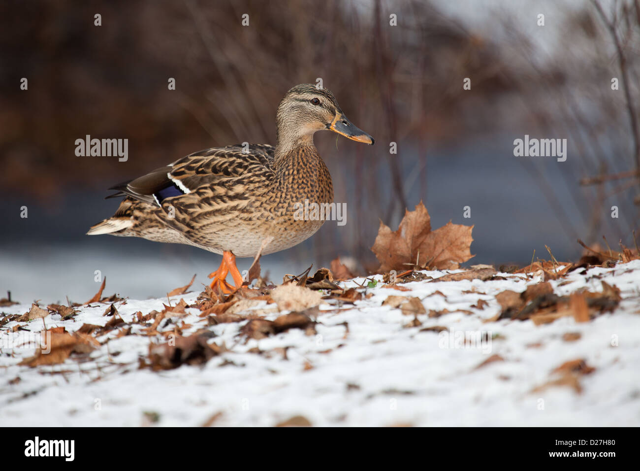 weibliche Stockente über Schnee Stockfoto