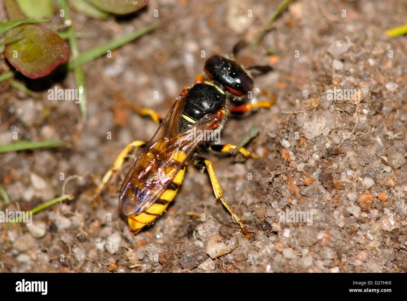 Biene-Killer Wespe auf Dorset Heide. Stockfoto