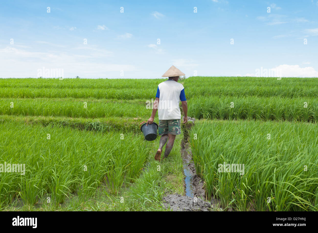 BALI - FEBRUAR 15. Landwirt arbeiten in Reisfeldern am 15. Februar 2012 in Bali, Indonesien. Stockfoto