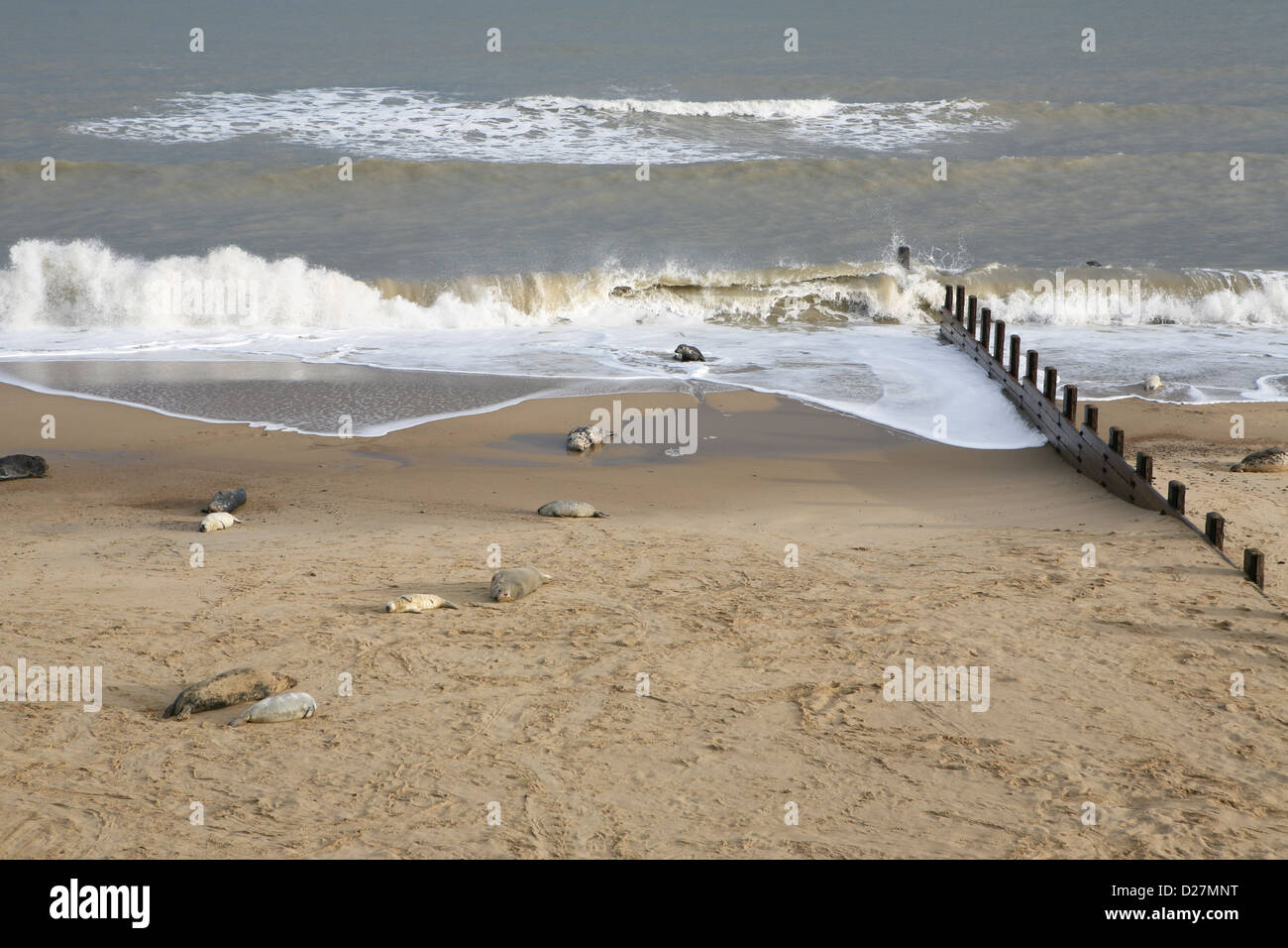 Der Strand am Meer Palling, Norfolk, Ende November, mit Dichtungen und ihre Welpen (Halichoerus Grypus). Stockfoto