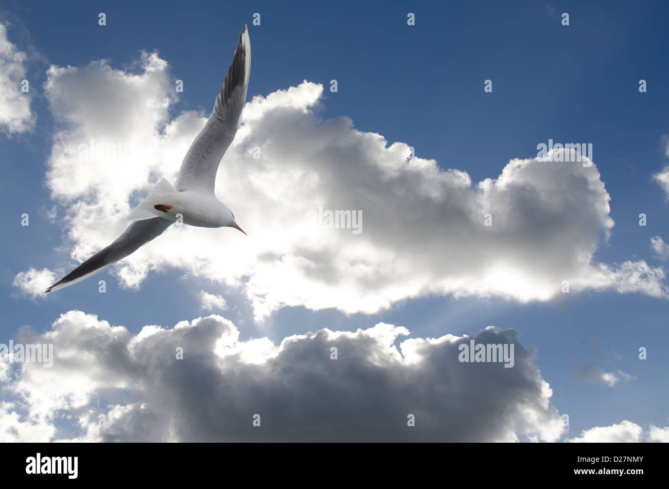 Möwen fliegen in den Wolken Stockfoto