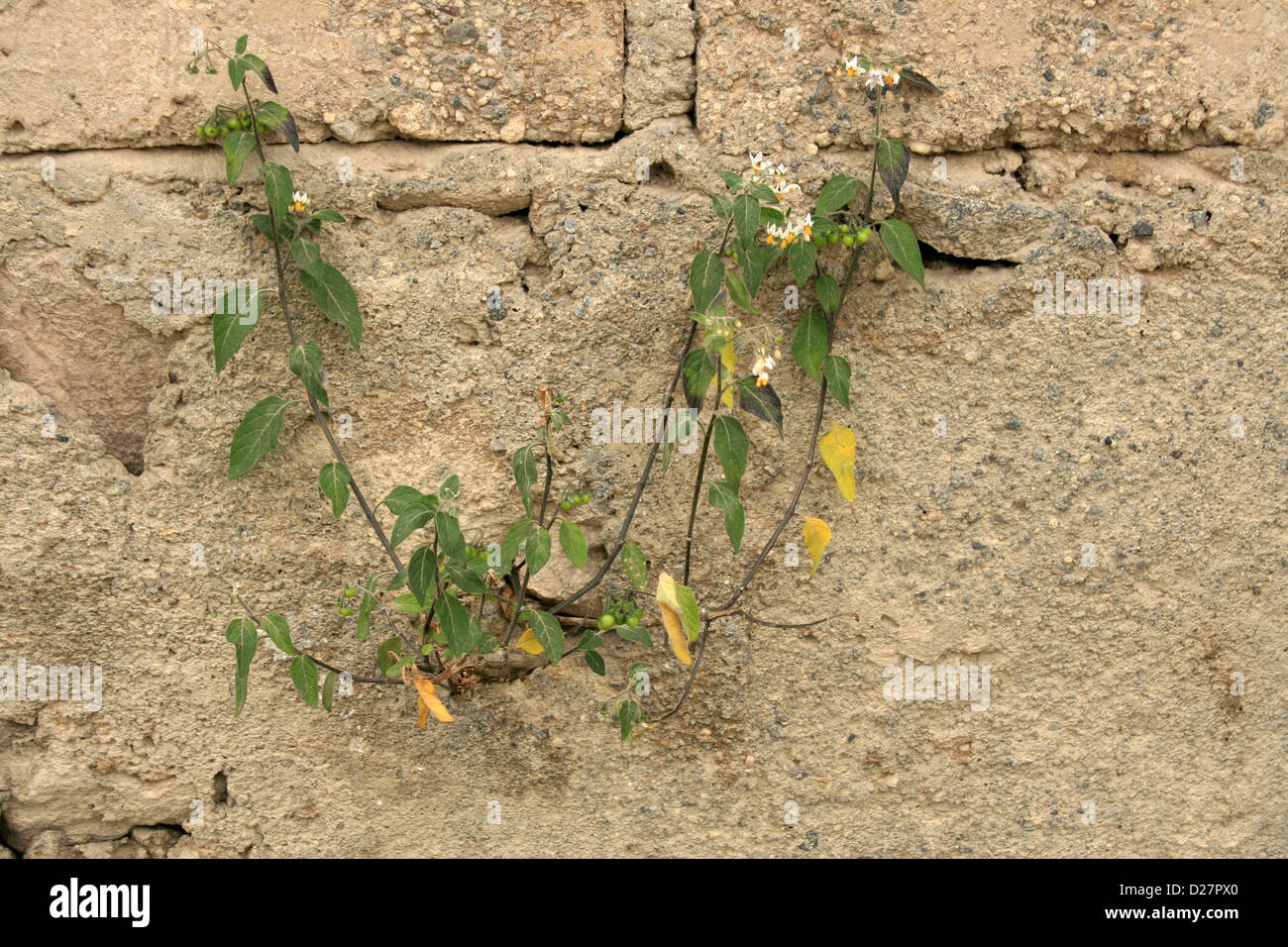 Pflanze In Riss Der Wand Stockfotos und -bilder Kaufen - Alamy