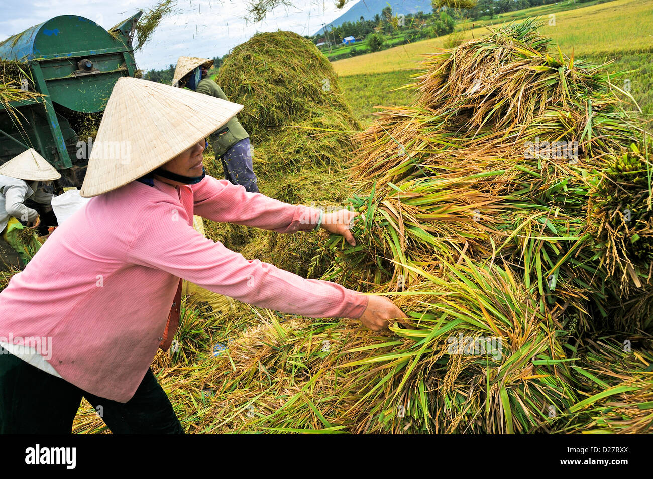 Die Landwirte ernten von Reis, Menschen in der Nähe von Nha Trang, Vietnam Stockfoto