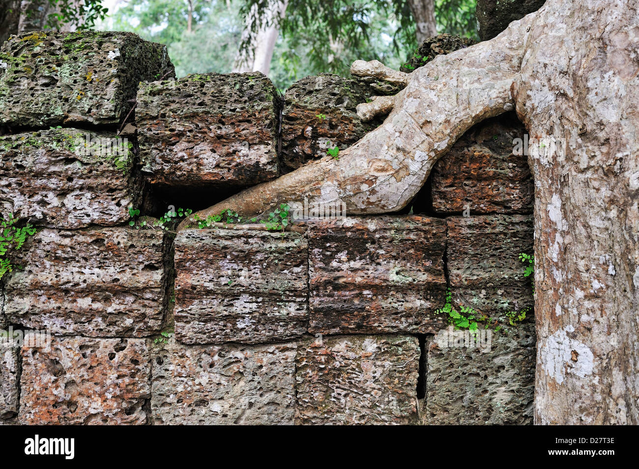 Baumwurzeln Würgefeige (Ficus sp.) am Preah KhanTemple, Angkor Wat, Kambodscha Stockfoto