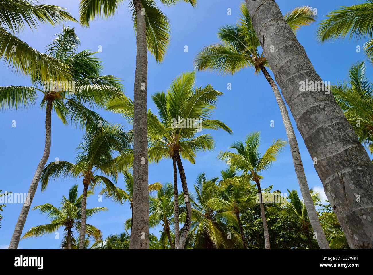 Palmen in Punta Cana, Dominikanische Republik Stockfoto