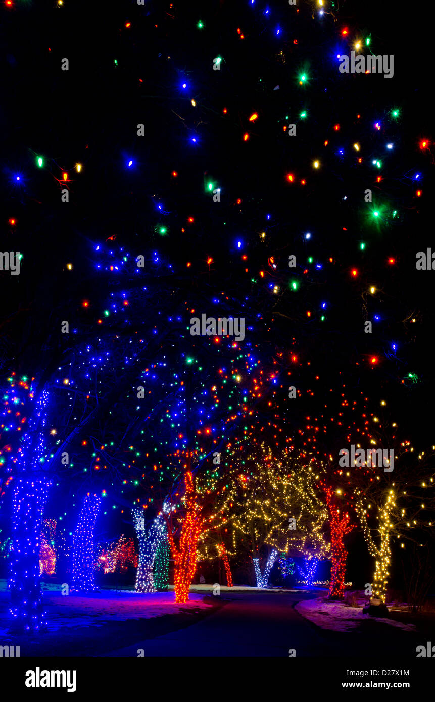 Ein magischer Wald von Bäumen für die Weihnachts Feier erstellen Sie einen Weg unter Kunstlicht beleuchtet. Stockfoto