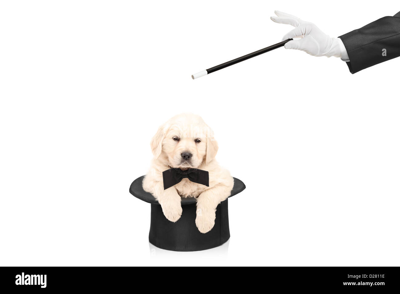 Kleiner Hund in Hut und von Hand mit einem Zauberstab isoliert auf weißem Hintergrund Stockfoto