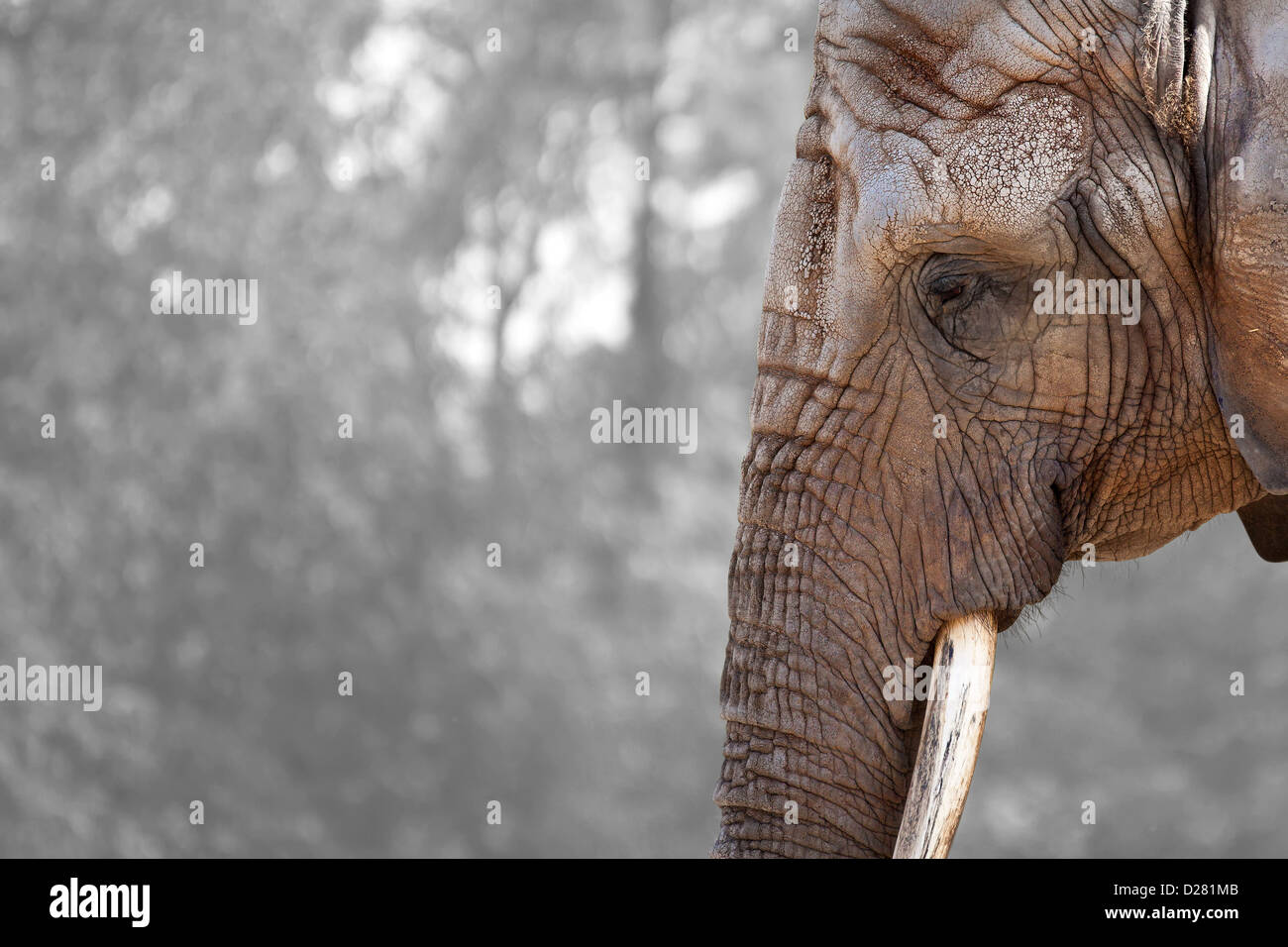 Ein Elefant-Profil auf einen schwarzen und weißen Hintergrund platziert. Stockfoto