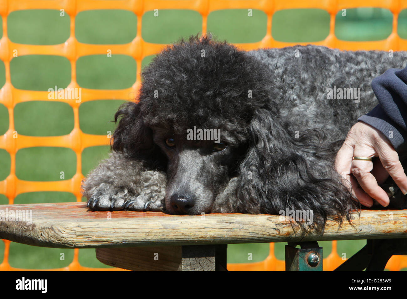 Pudel Hund / Pudel / Caniche, Miniatur / Zwerg / müde Nain Erwachsener (grau) Stockfoto