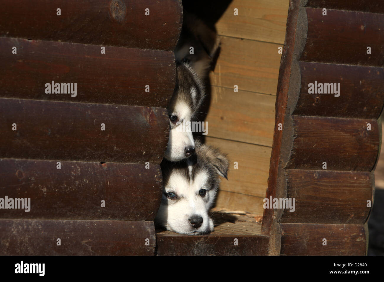 Alaskan Malamute zwei Welpen schlafen in eine Hundehütte Hund Stockfoto