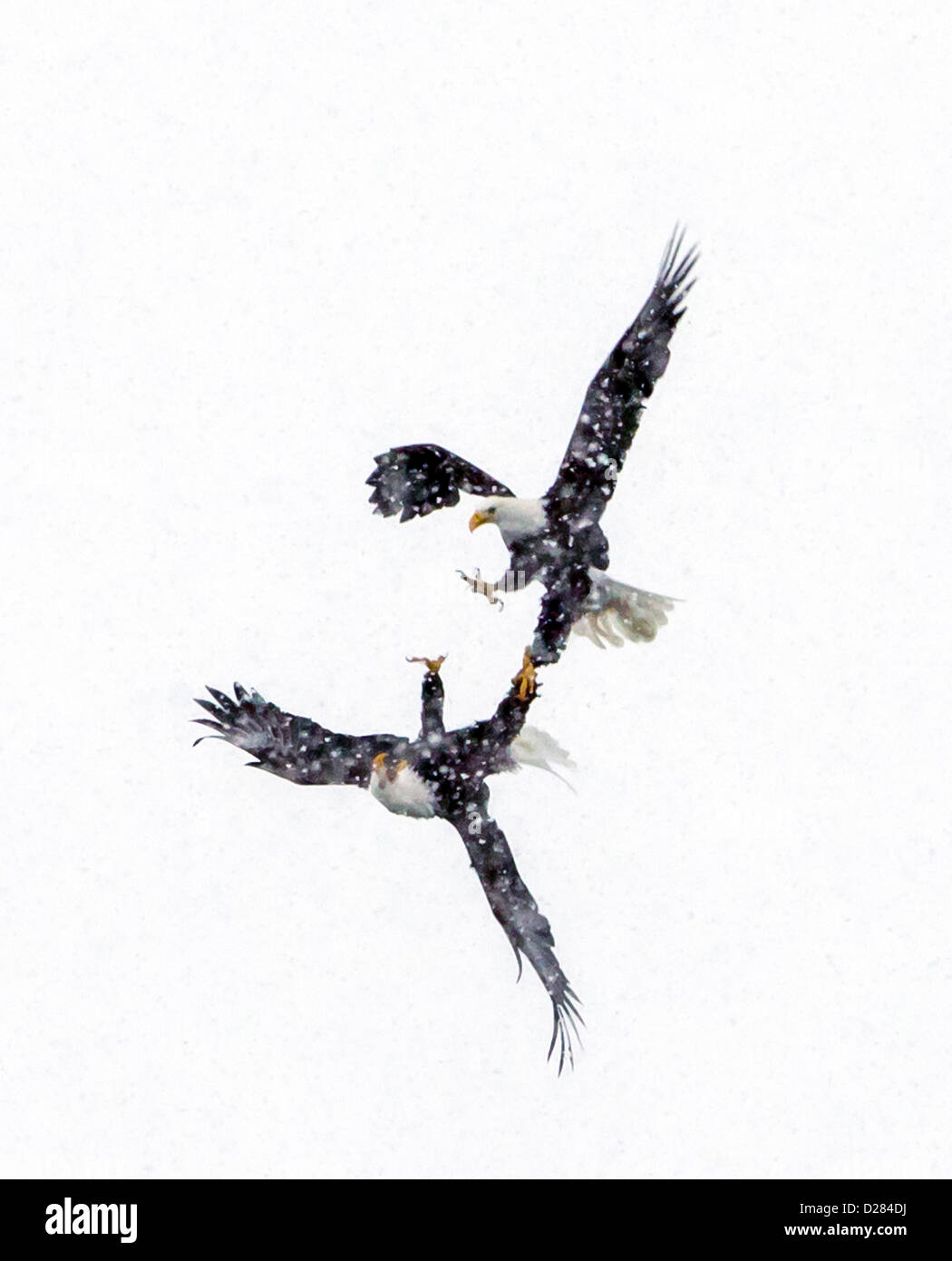 Weißkopf-Seeadler (Haliaeetus Leucocephalus) kämpfen. Stockfoto