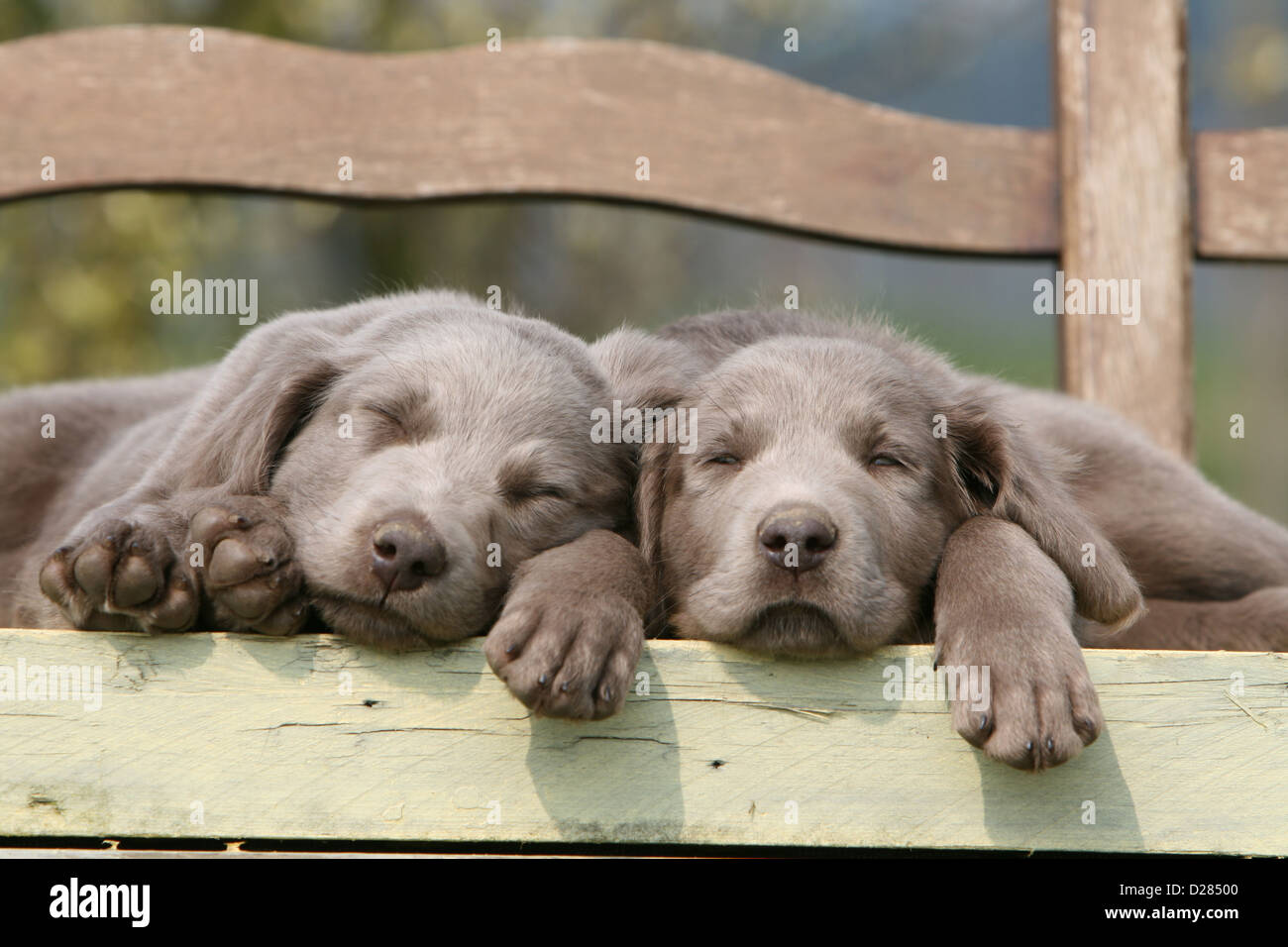 Hund zwei Weimaraner Welpen schlafen auf einer Bank Stockfoto