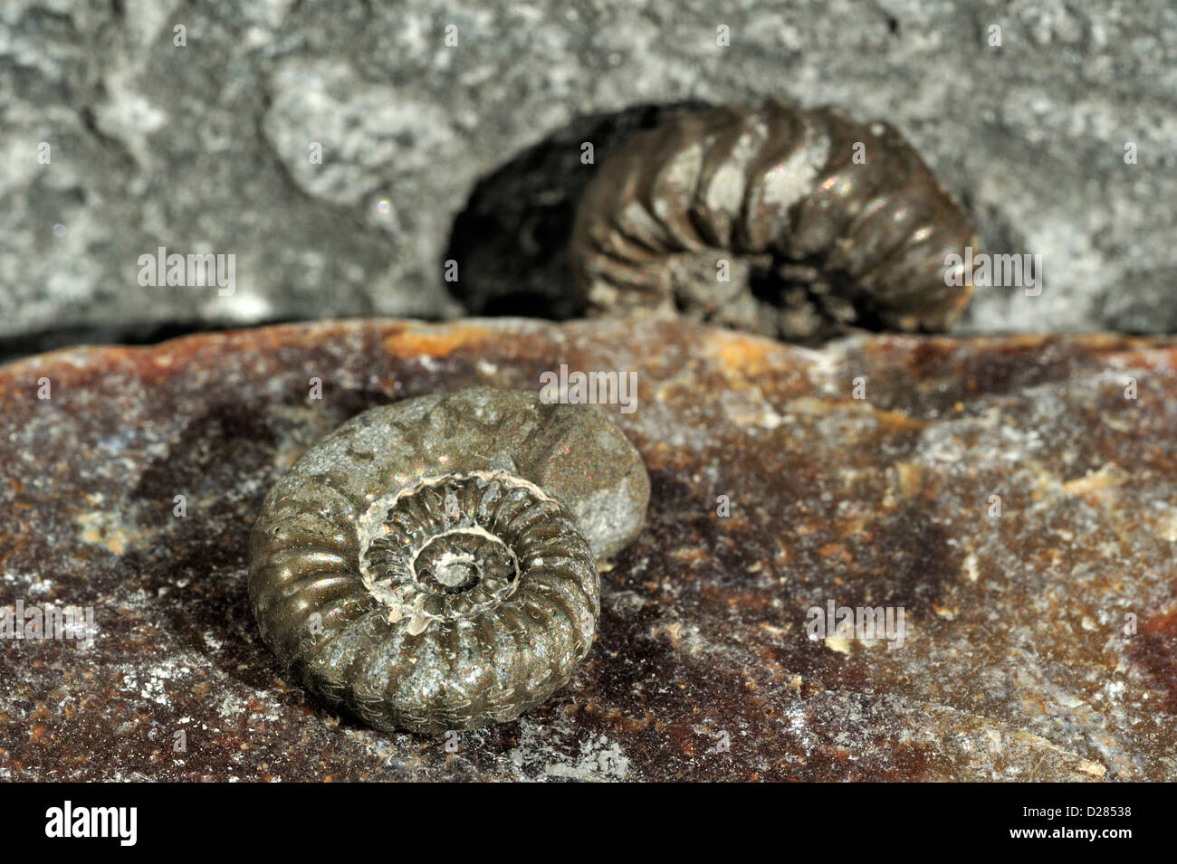 Ammoniten Fossilien (Promicroceras Planicosta) auf dem Kiesstrand, Lyme Regis entlang der Jurassic Coast, Dorset, Südengland, Großbritannien Stockfoto