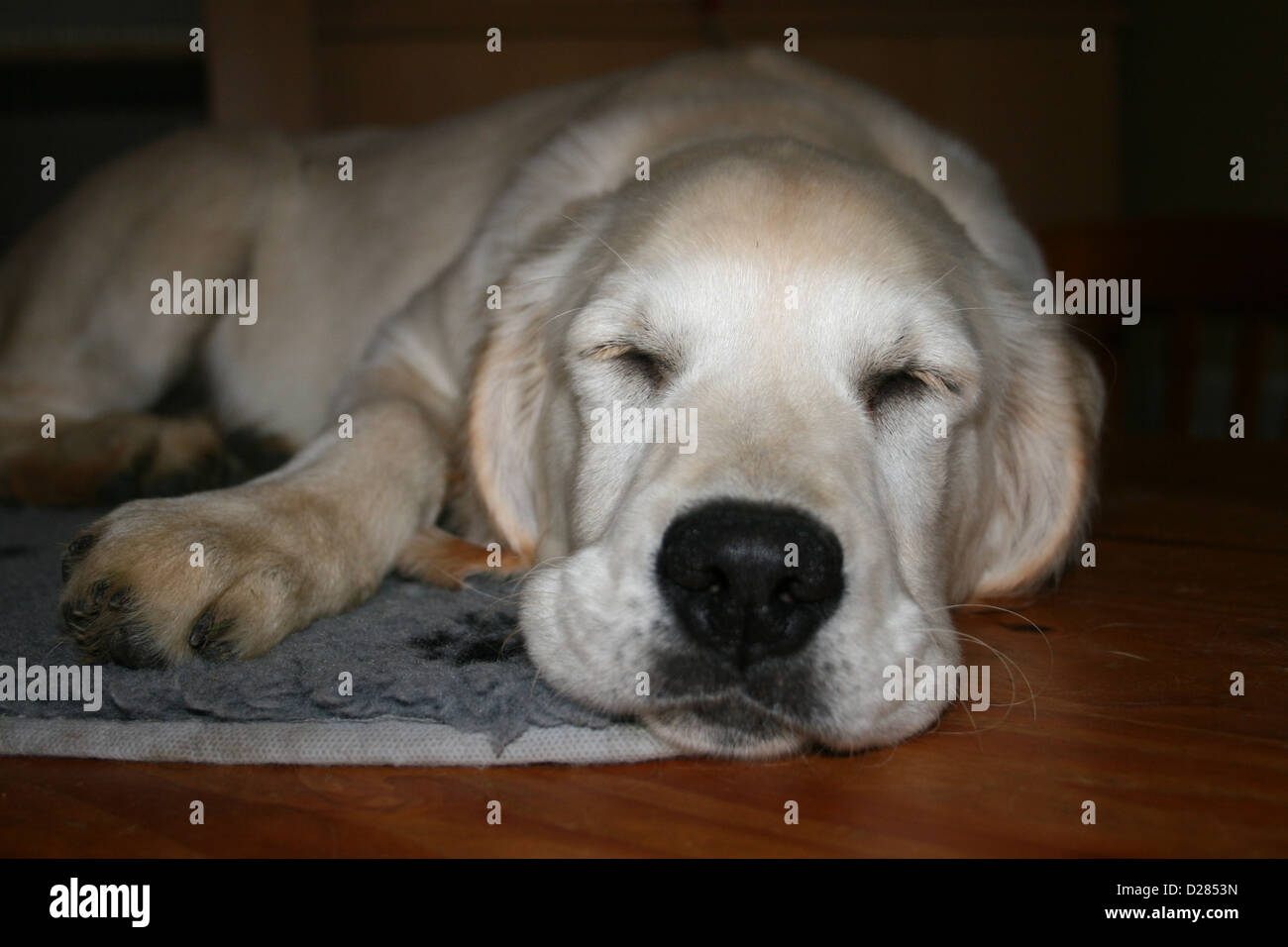 Hund Golden Retriever Welpe schlafend auf einem Teppich Stockfoto, Bild