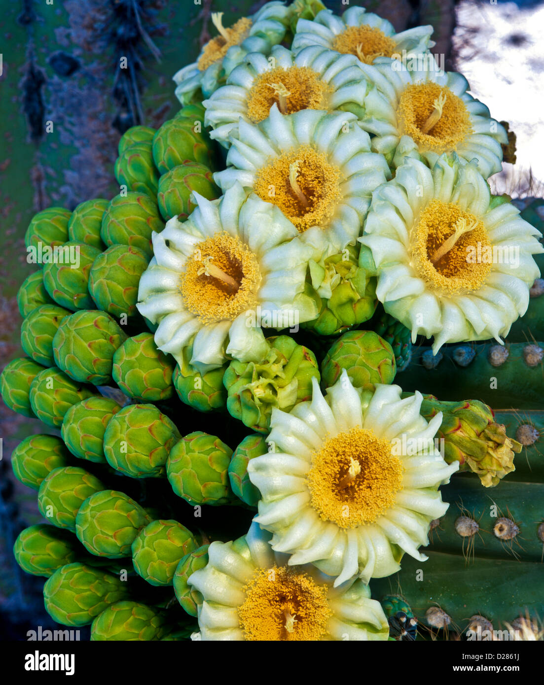 Es ist eines der einzigartigsten Zustand Blumen und zeichnet sich durch eine wachsartige fühlen, sondern duftenden Aroma. Saguaro blüht. AZ. Stockfoto