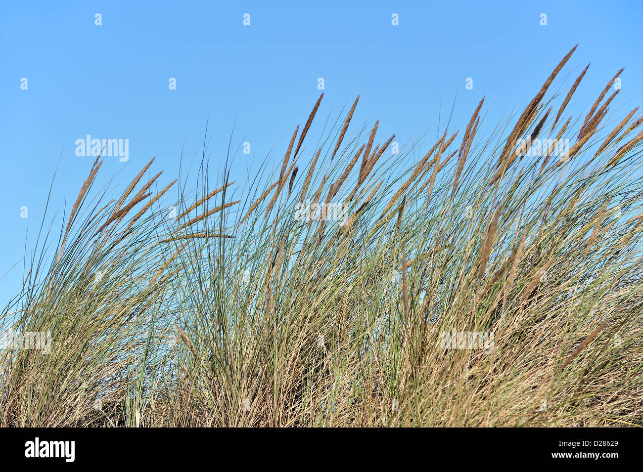 Europäische Dünengebieten Grass / Strand Rasen / Strandhafer (Ammophila Arenaria) wächst als Pionierarten entlang der Nordseeküste Stockfoto