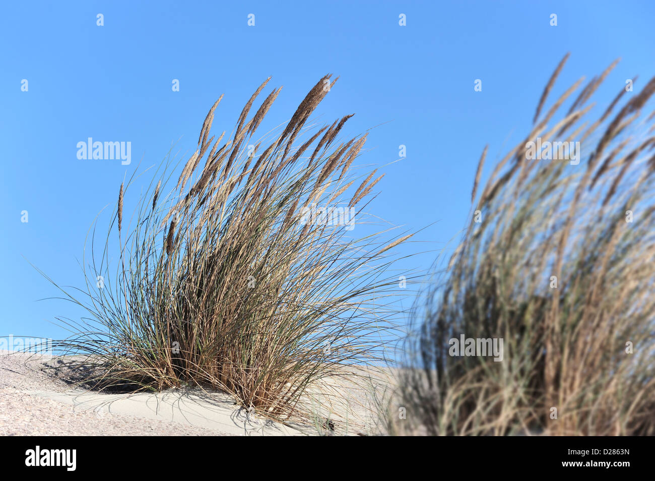 Europäische Dünengebieten Grass / Strand Rasen / Strandhafer (Ammophila Arenaria) wächst als Pionierarten entlang der Nordseeküste Stockfoto